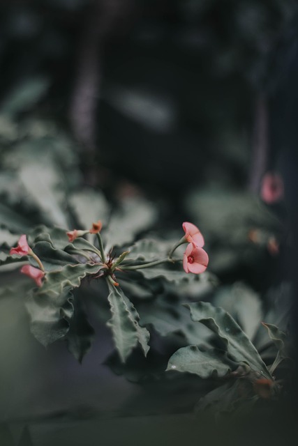Free Flower Petals photo and picture