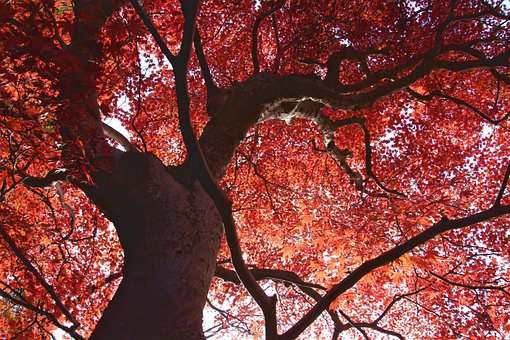 Free Tree Autumn photo and picture