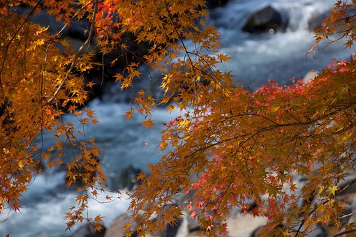 Free Tree Nature photo and picture