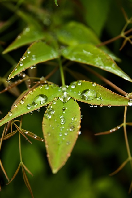 Free Leaves Foliage photo and picture