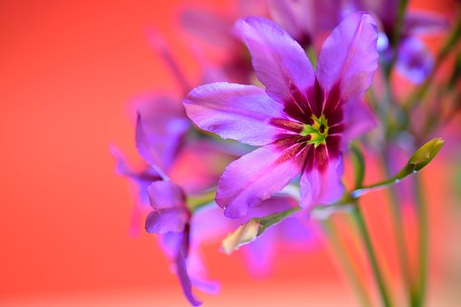 Free Flowers Petals photo and picture