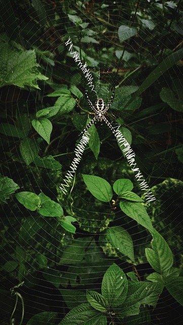 Free Spider Arachnid photo and picture