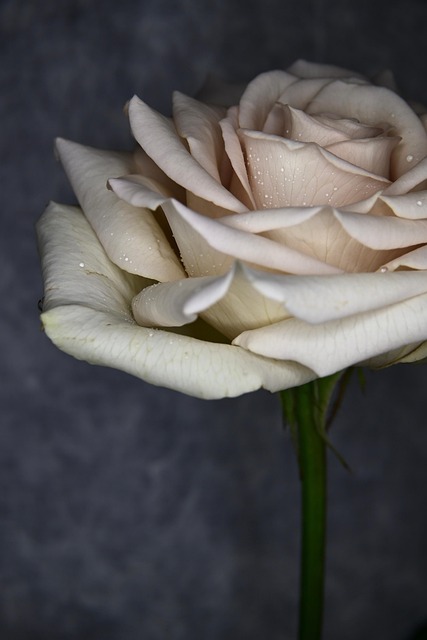 Free Flower Rose photo and picture