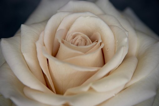 Free Rose Flowers photo and picture