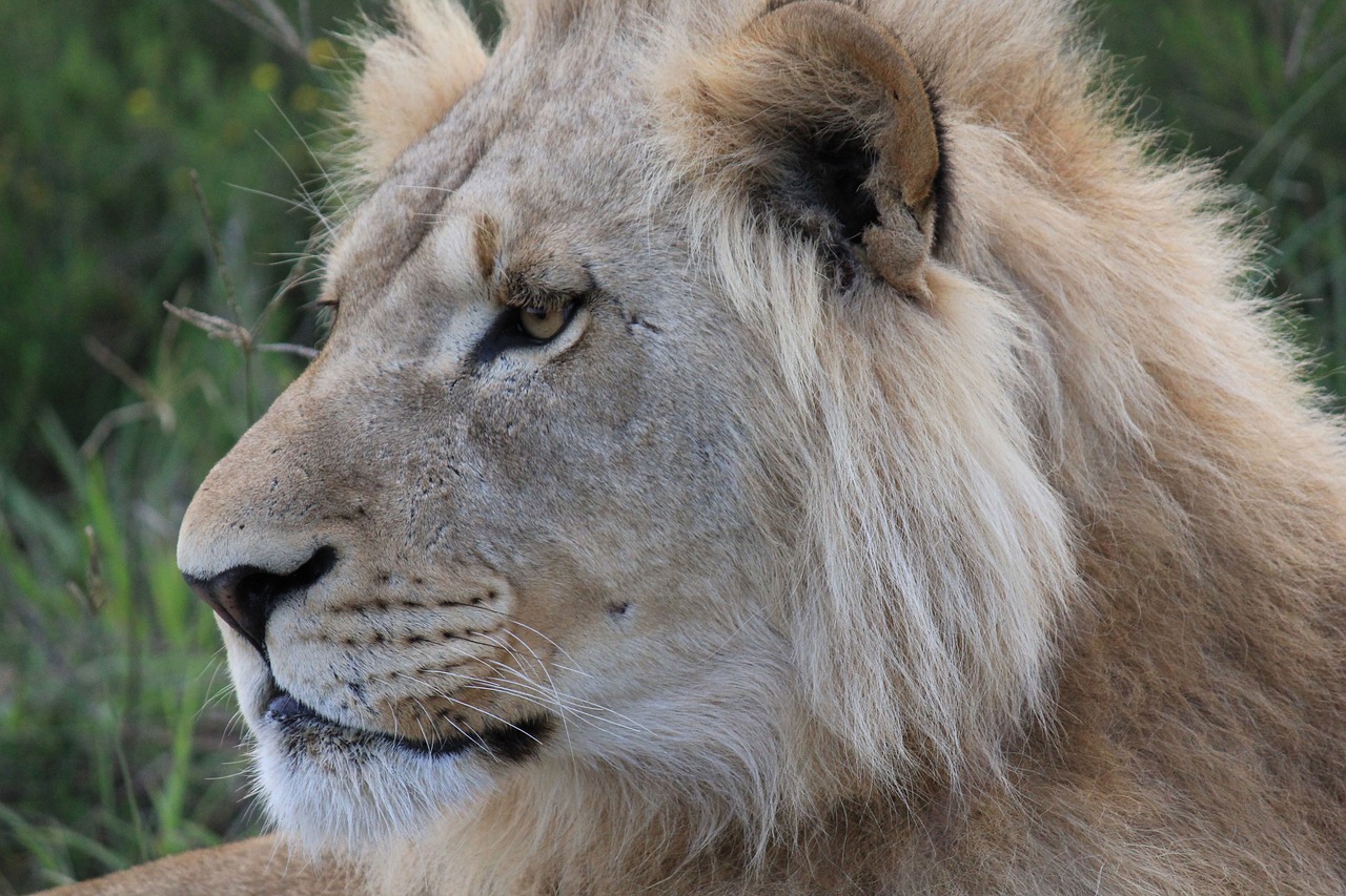 Lion Animal Crinière Photo gratuite sur Pixabay Pixabay