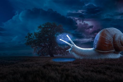 Free Snail Night photo and picture