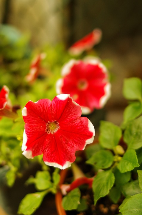 Bunga-Bunga Bloom Mekar - Foto gratis di Pixabay - Pixabay