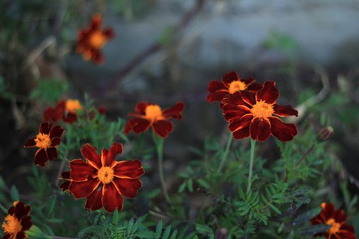 Free Flowers Marigold photo and picture