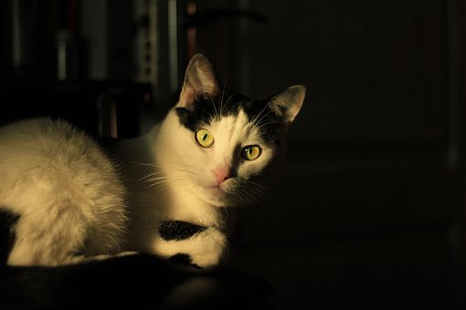 Free Cat Pet photo and picture