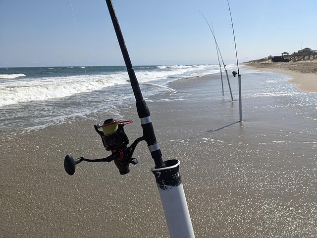 Free Beach Seashore photo and picture