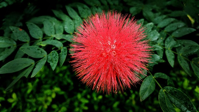 Download free HD stock image of Bottlebrush Red Flower Free Bottlebrush Red Flower photo and picture