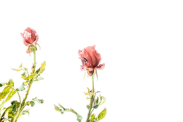 Free roses wilted flowers wilted roses illustration