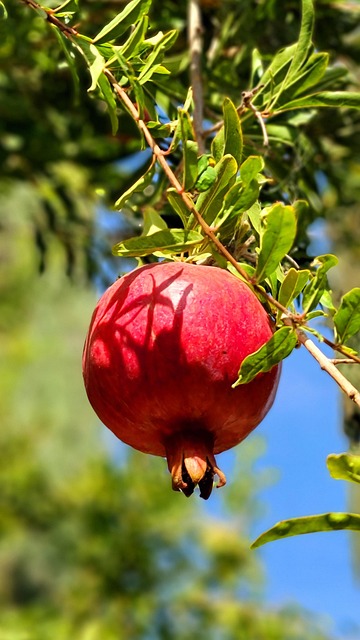 Free Fruit Pomegranate photo and picture