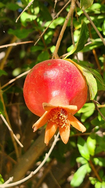 Free Pomegranate Vitamins photo and picture