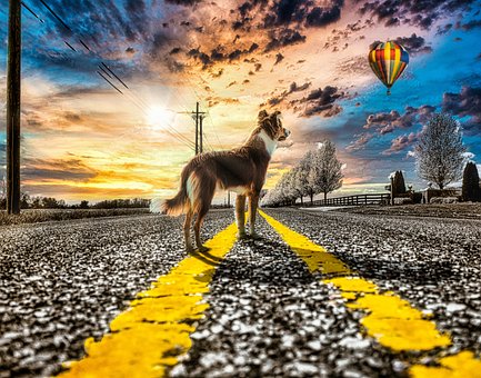 Free Thinking Dog photo and picture
