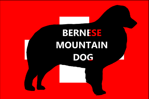 Free Bernese Mountain Dog illustration and picture