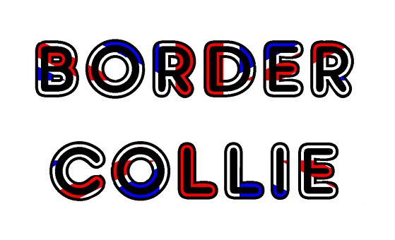 Free Border Collie Scottish Sheepdog photo and picture