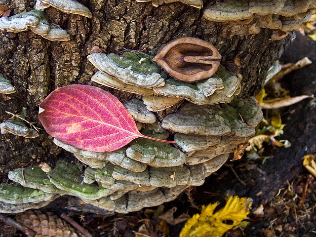 Free Fungi Mushrooms photo and picture