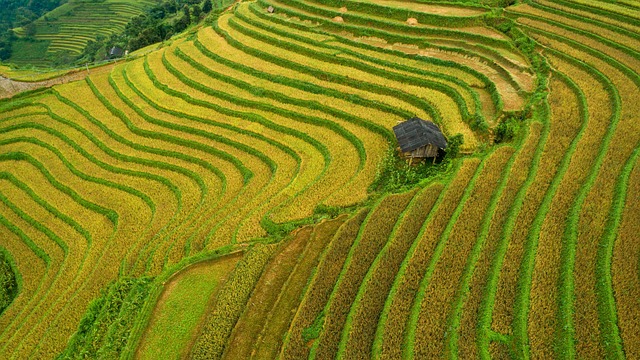 Agricultura, Terrazas, Campo, Naturaleza
