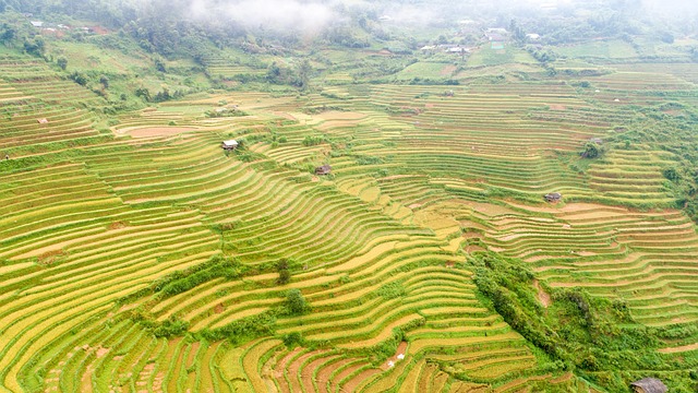 Terrazas, Granja, Paisaje, Arroz