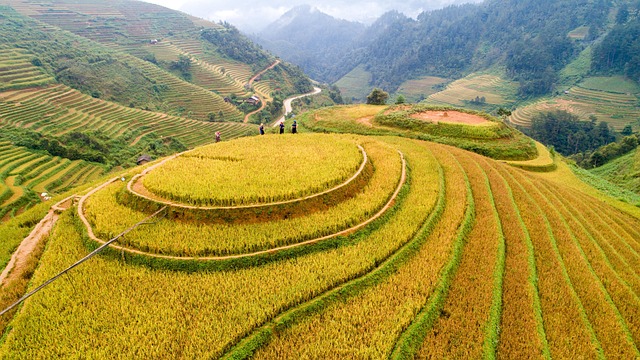 Landwirtschaft, Natur, Feld, Terrassen