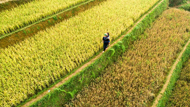 Landwirtschaft, Natur, Plantage, Feld