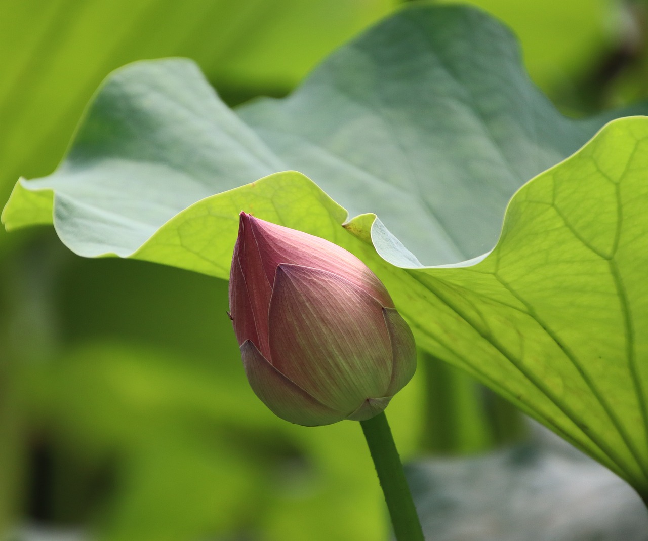 Lotus Flower Bud Free photo on Pixabay Pixabay