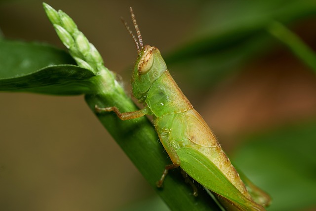 Free Grasshopper Insect photo and picture