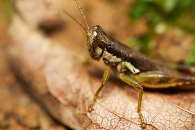Free Grasshopper Insect photo and picture