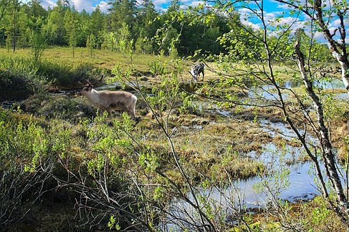 Pântano, Tundra, Lapônia, Rena