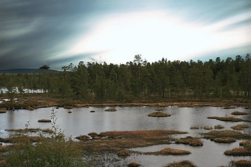 Pântano, Pantanal, Floresta, Chuva