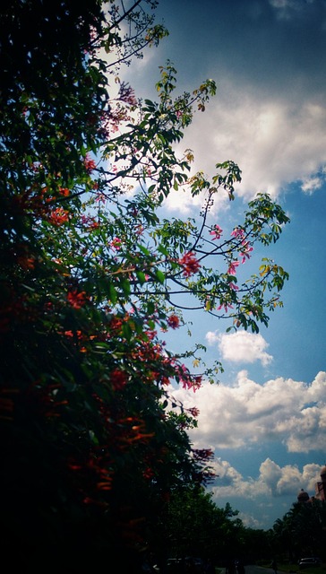 Free Flower Pink photo and picture