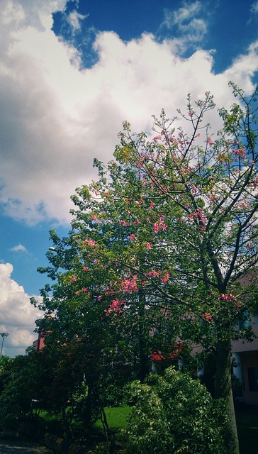 Free Flower Pink photo and picture