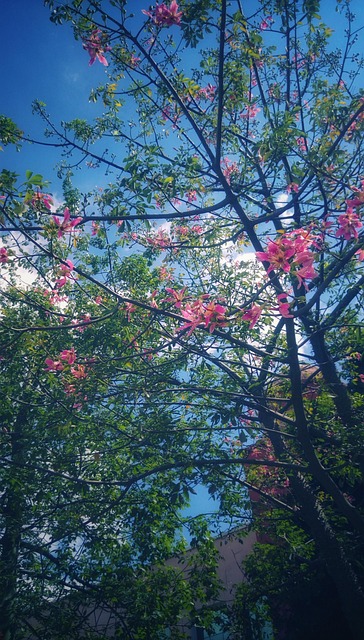 Free Flower Pink photo and picture