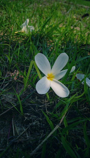 Free Nature Green Grass photo and picture