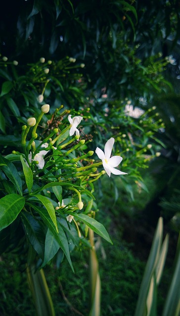 Free Nature Flower photo and picture