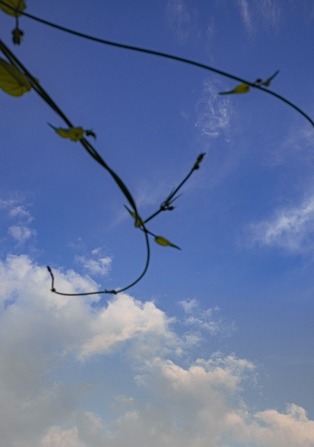 Lucht, Blauw, Wolk, Bladeren, Gras