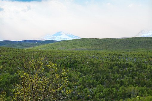 Noruega, Panorama, Montanhas, Arbustos