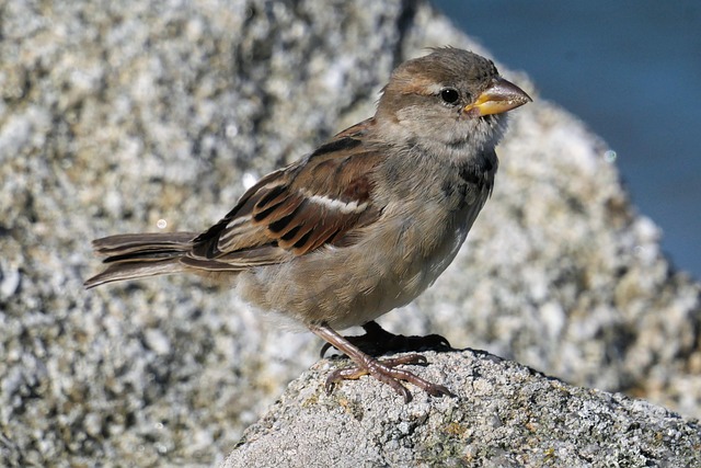 Free Sparrow Bird photo and picture