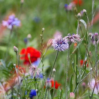 Free Flowers Meadow photo and picture