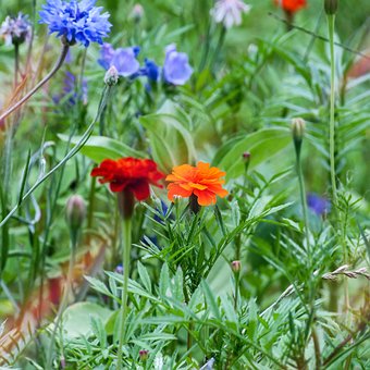 Blomster, Eng, Blomstre, Blomst, Natur
