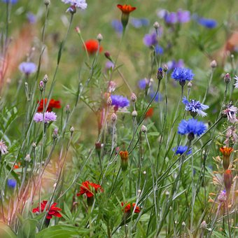 Blumen, Wiese, Natur, Feld, Blüte, Flora