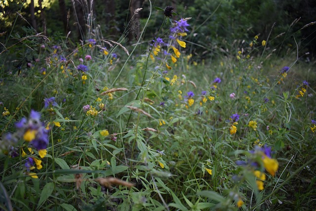 Free Nature Field photo and picture
