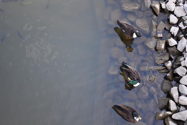 Free Ducks Birds photo and picture