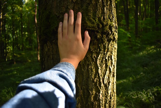 Free Hand Forest photo and picture
