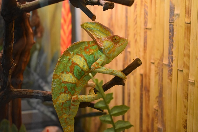 Free Chameleon Reptile photo and picture