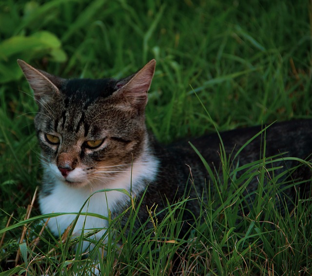 猫 宠物 猫科动物 - Pixabay上的免费照片 - Pixabay