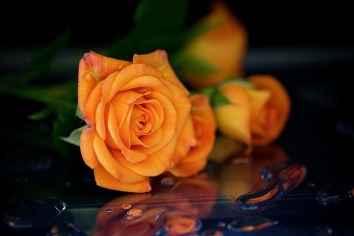 Free Rose Flower Wallpaper photo and picture
