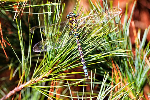 Libélula, Inseto, Macro, Asas