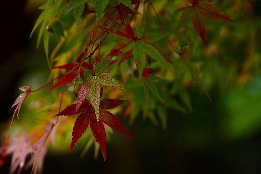 Free Japanese Maple Leaves photo and picture